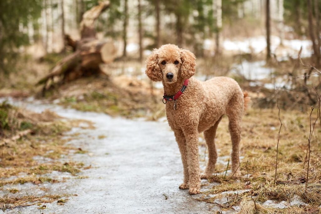 Tipi di Barboncini - un cane barboncino marrone in piedi su un sentiero nel bosco