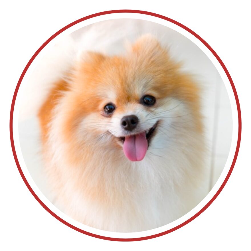 Volpino di Pomerania - una faccia di cane in un cerchio rosso su sfondo bianco