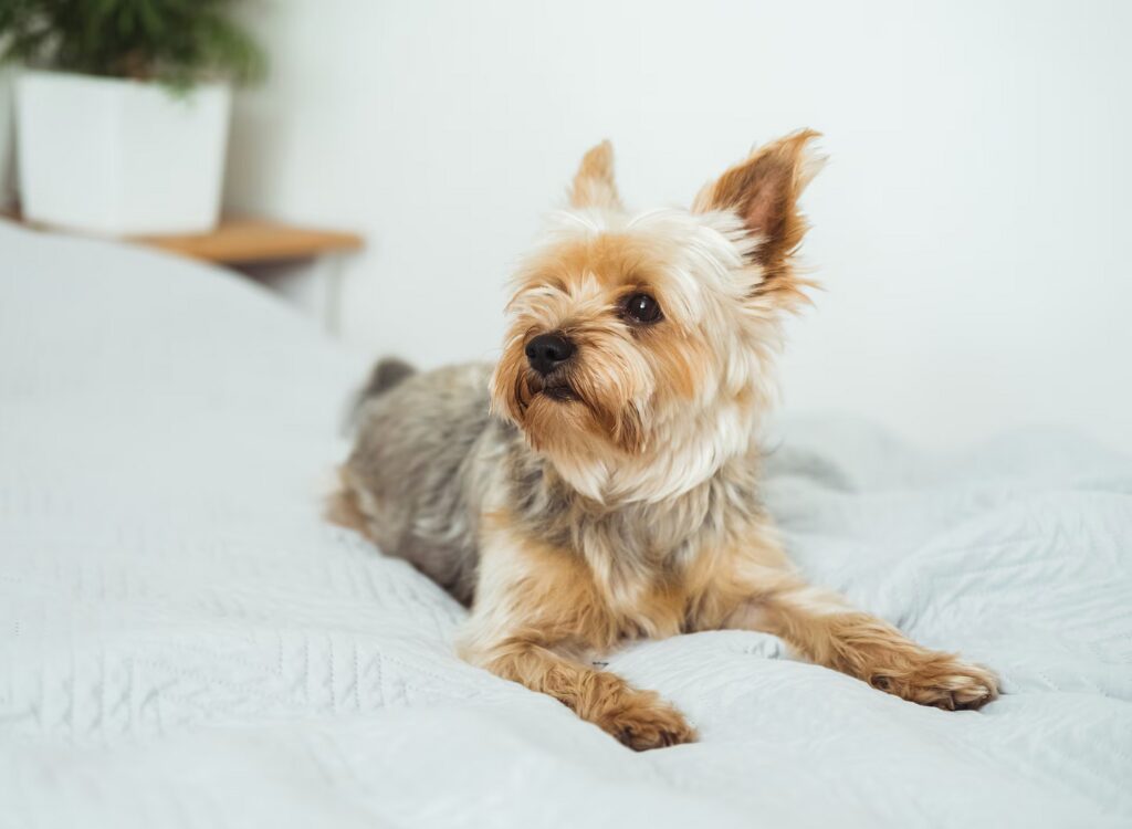 Yorkshire Terrier - un cagnolino sdraiato su un letto