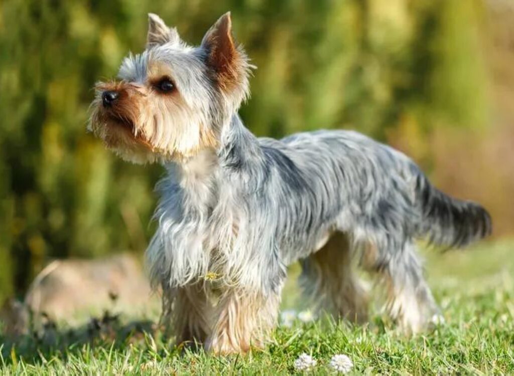 Yorkshire Terrier - un cane in piedi nell'erba