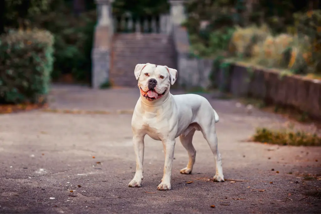 bulldog americano - un cane bianco in piedi su una strada sterrata