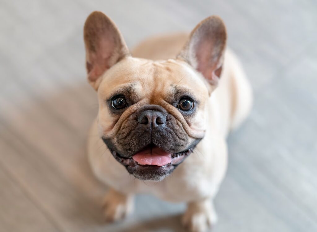 cani dalla faccia piatta - un piccolo cane con un grande sorriso sul viso