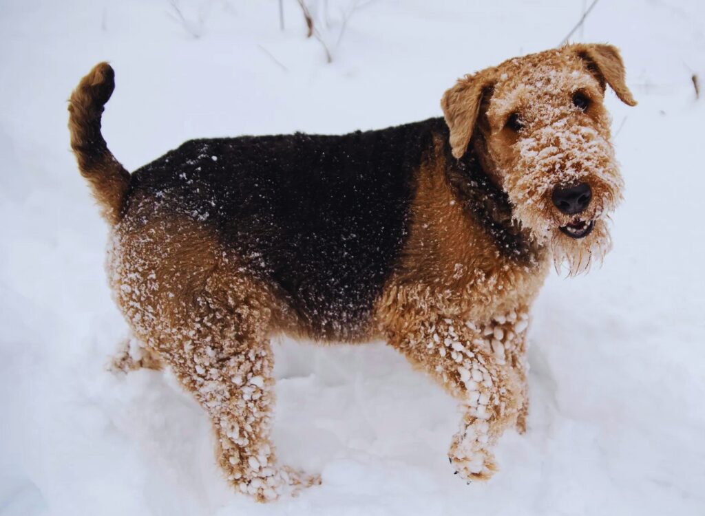 cuccioli di Airedale Terrier - un cane in piedi nella neve