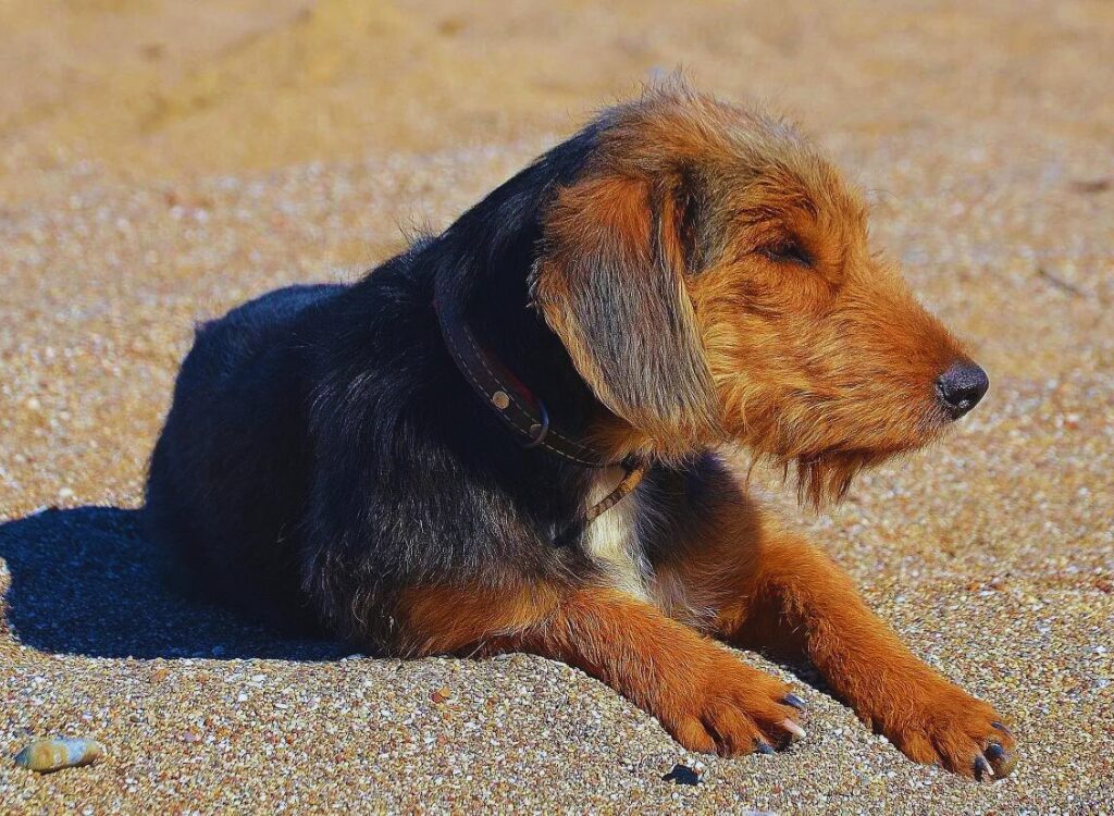 cuccioli di Airedale Terrier - un cane sdraiato sulla sabbia