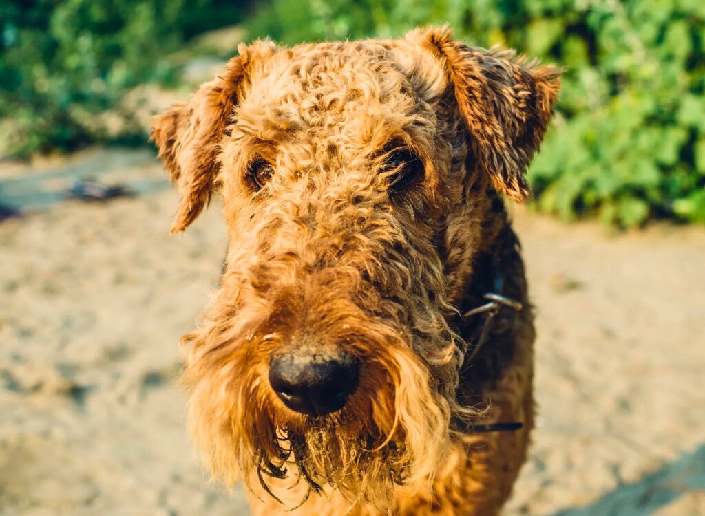 cuccioli di Airedale Terrier - un cane marrone irsuto