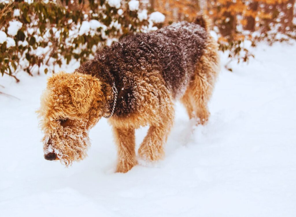 cuccioli di Airedale Terrier - un cane cammina nella neve