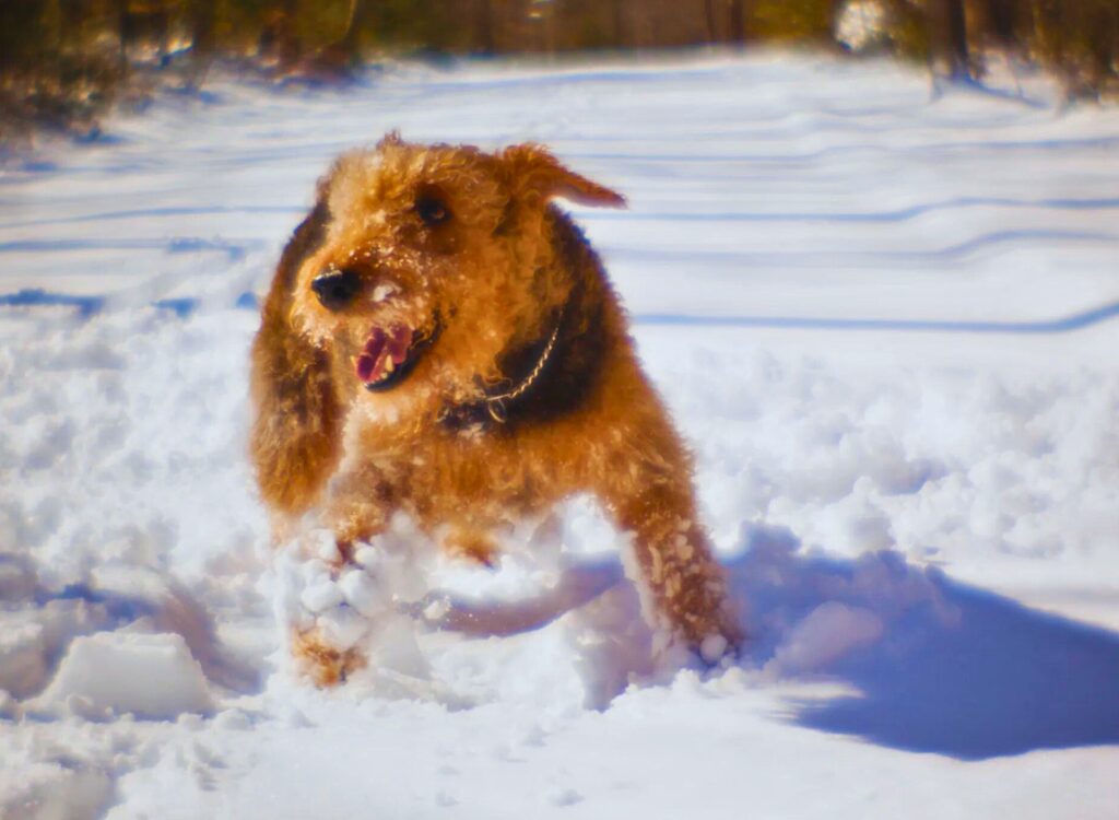 cuccioli di Airedale Terrier - un cane che corre nella neve