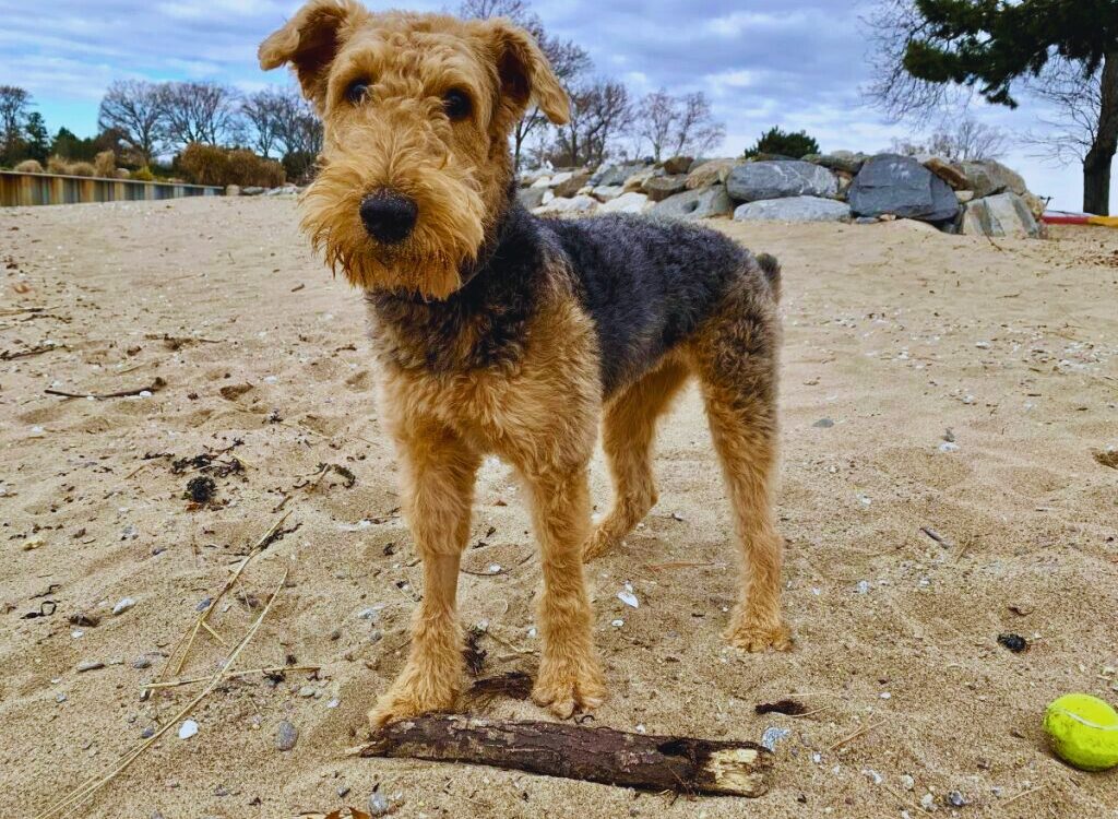 cuccioli di Airedale Terrier - un cane in piedi su una spiaggia con una palla in bocca