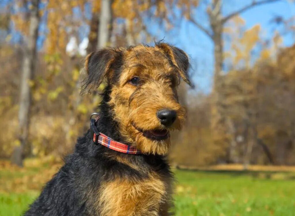 cuccioli di Airedale Terrier - un piccolo cane seduto nell'erba