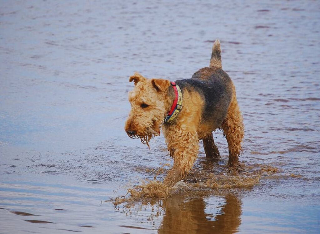 cuccioli di Airedale Terrier - un cane sta camminando nell'acqua