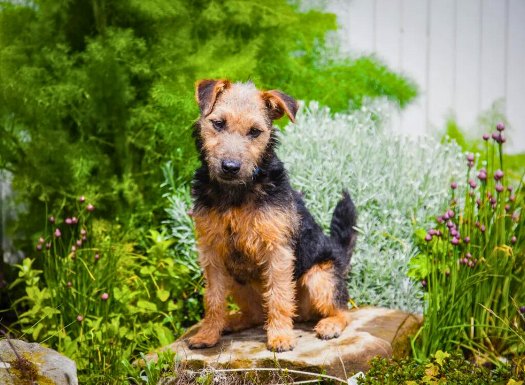 cuccioli di Airedale Terrier - un piccolo cane seduto su una roccia nell'erba