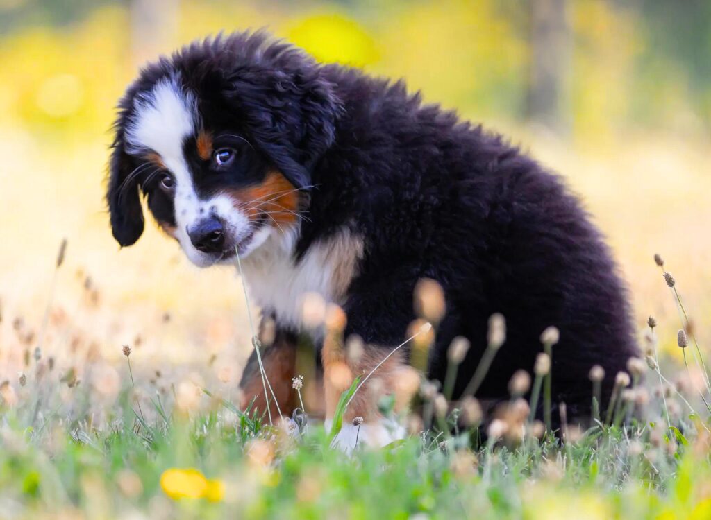 cuccioli di Bovaro del Bernese - un piccolo cane è in piedi nell'erba