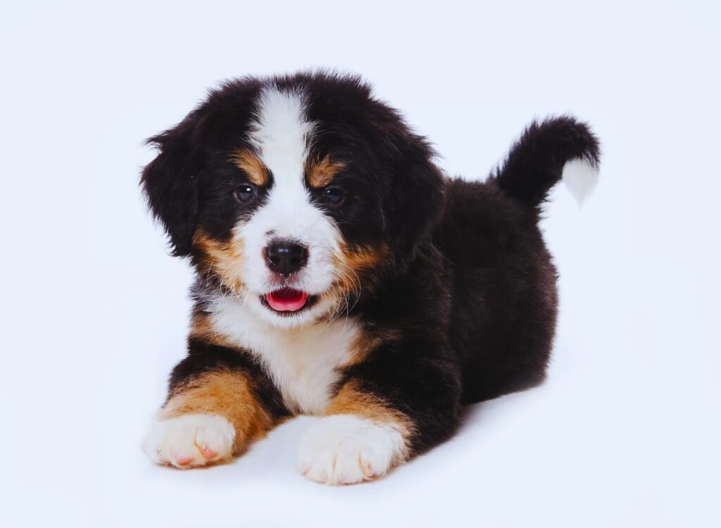 cuccioli di Bovaro del Bernese - un cucciolo è sdraiato sul pavimento