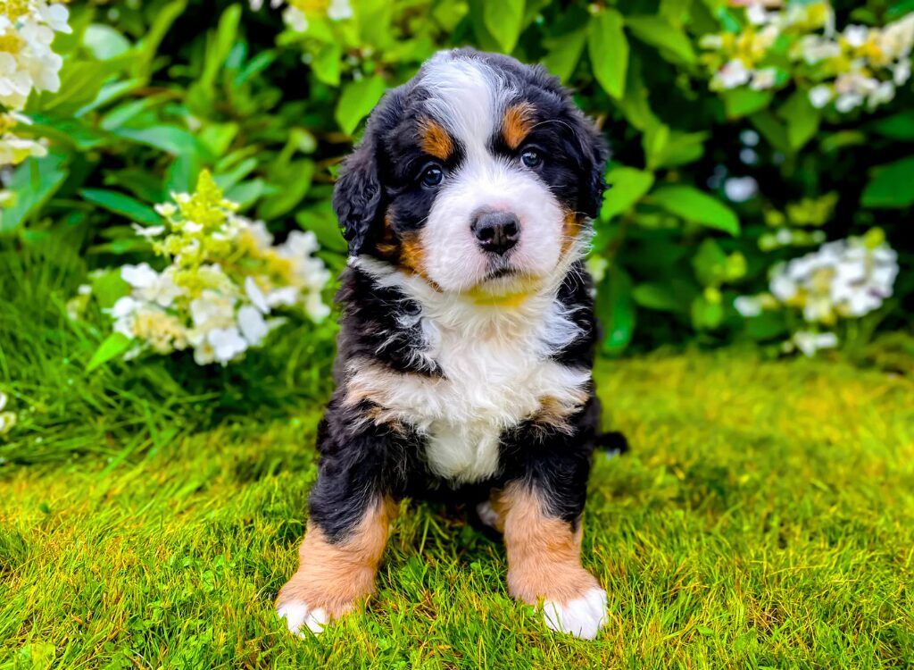 cuccioli di Bovaro del Bernese - un cucciolo seduto sull'erba con fiori dietro