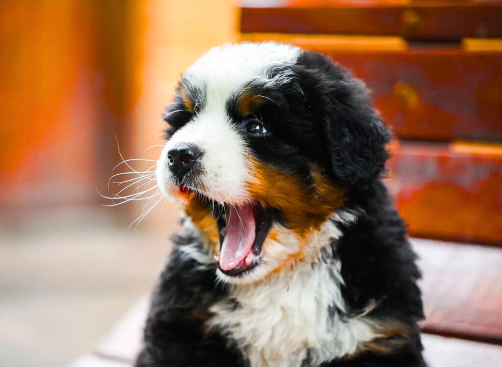 cuccioli di Bovaro del Bernese - un cagnolino seduto sulla panchina con la bocca aperta