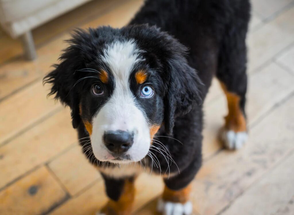 cuccioli di Bovaro del Bernese - un cane con la faccia bianca e nera che guarda in alto