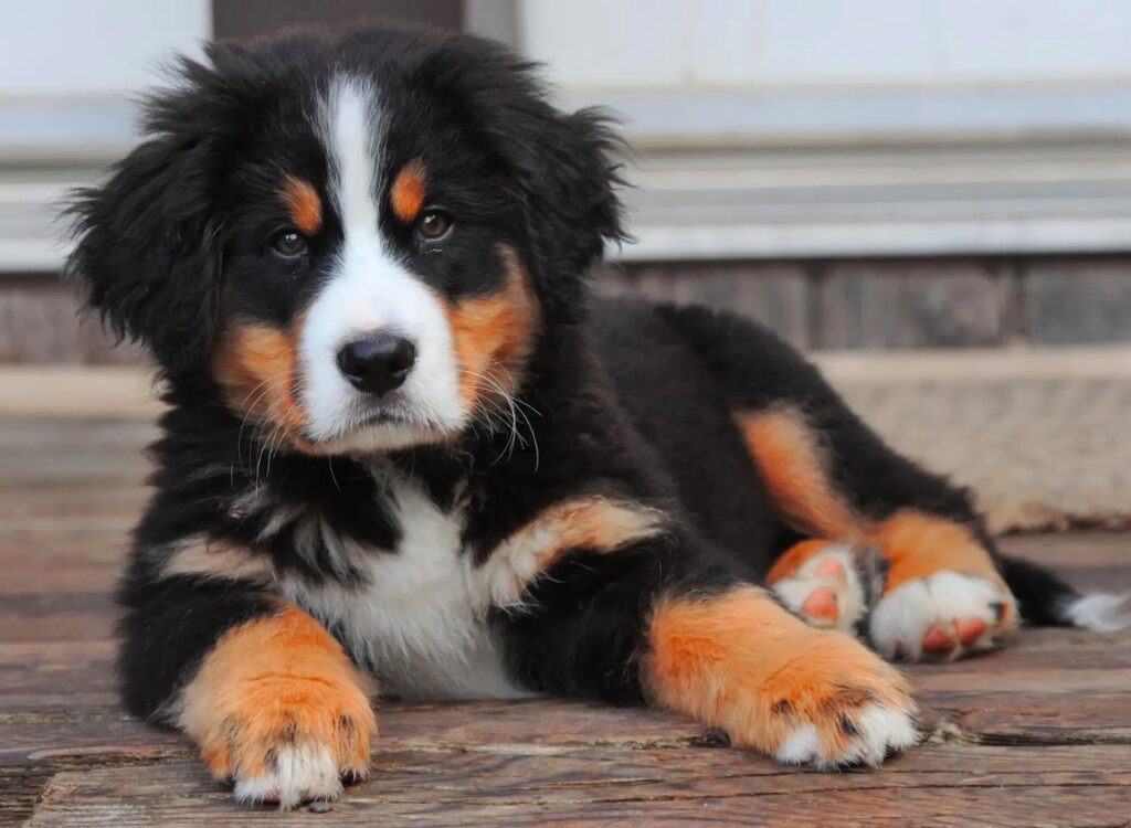 cuccioli di Bovaro del Bernese - un cucciolo sdraiato a terra