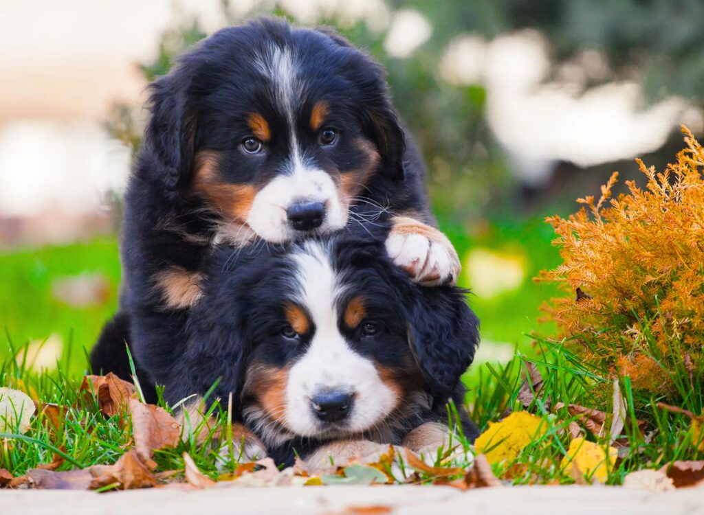 cuccioli di Bovaro del Bernese - Due cuccioli giocano nell'erba