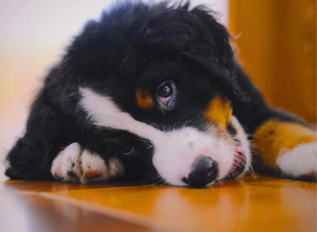 cuccioli di Bovaro del Bernese - un cane bianco e nero sdraiato su un tavolo