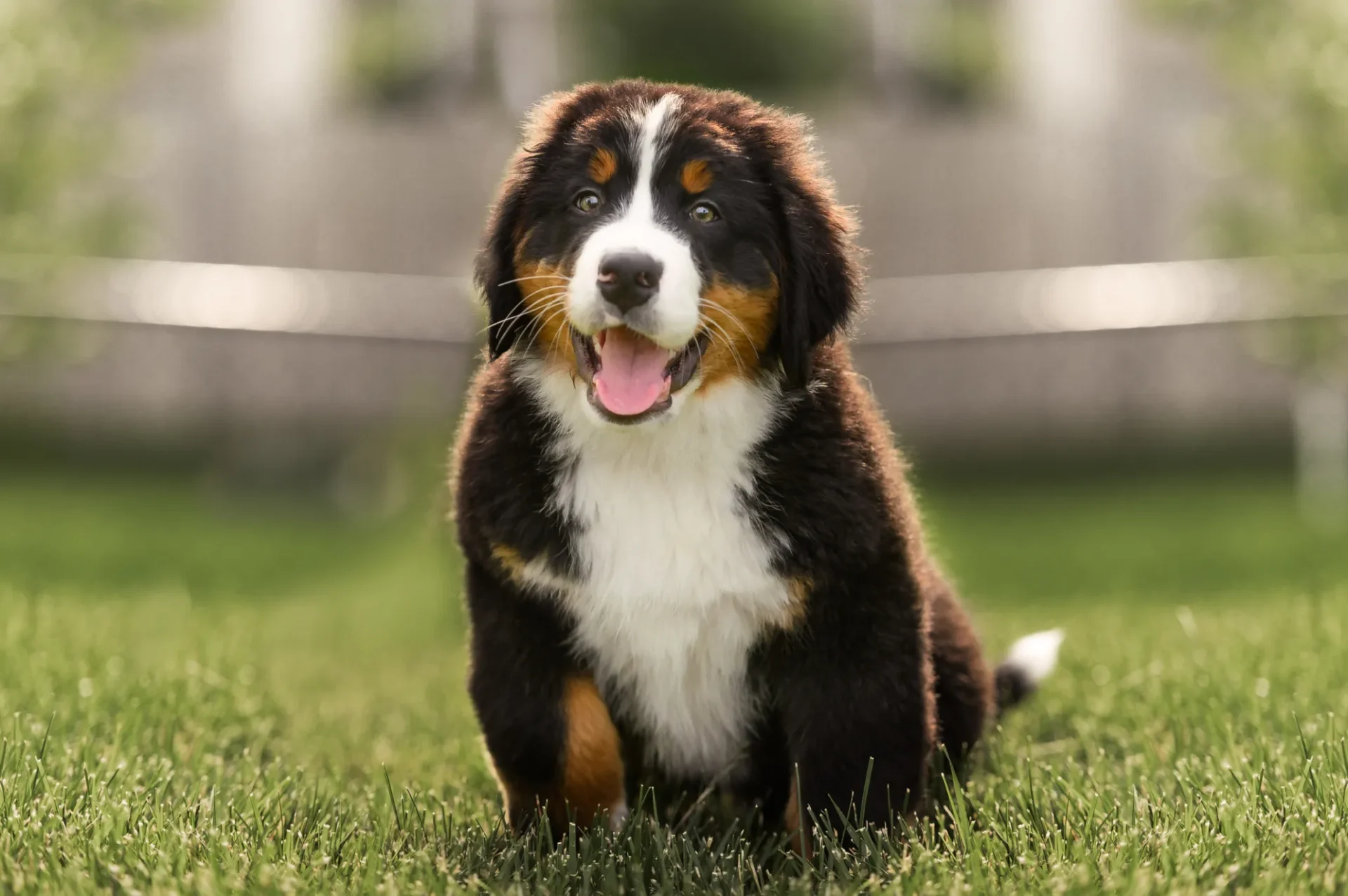 cuccioli di Bovaro del Bernese - un cane seduto sull'erba con la lingua fuori