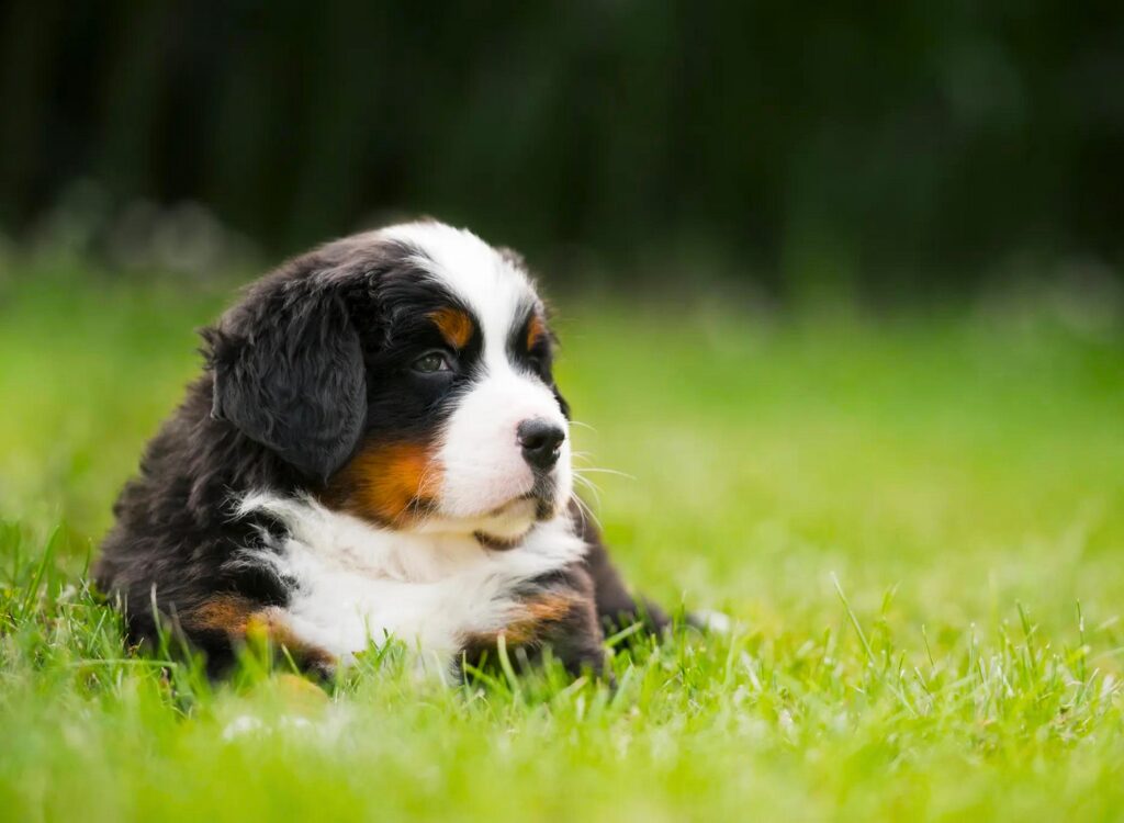 cuccioli di Bovaro del Bernese - un cucciolo sdraiato nell'erba