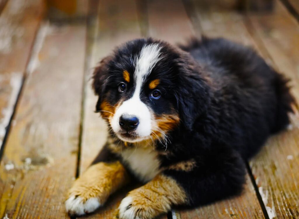 cuccioli di Bovaro del Bernese - un cucciolo sdraiato su un pavimento di legno