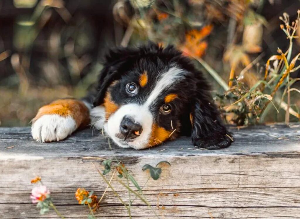 cuccioli di Bovaro del Bernese - un cucciolo sdraiato su una panca di legno