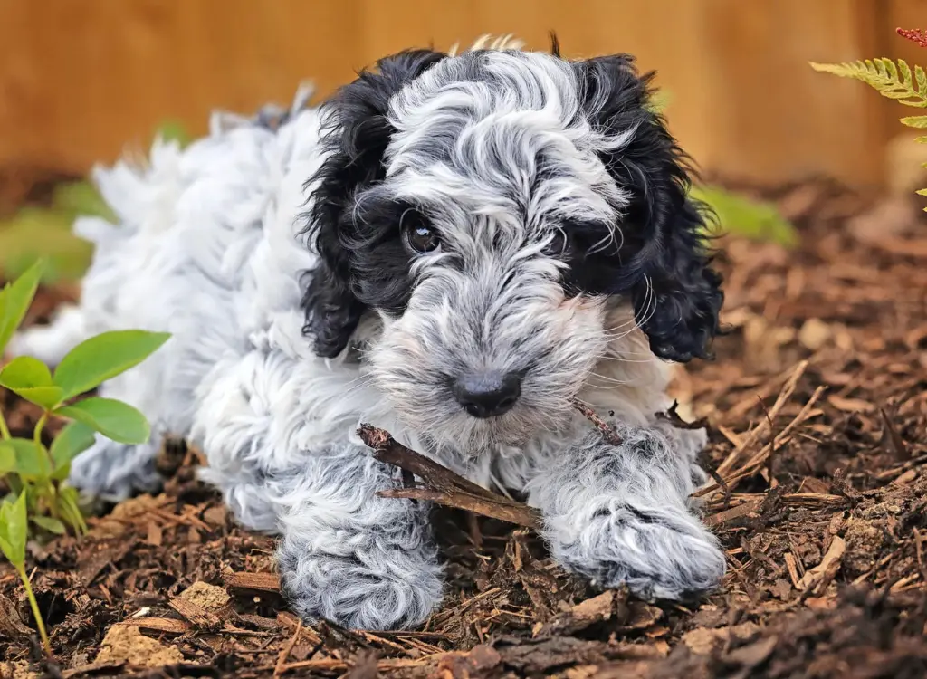 cuccioli di Cockapoo - un piccolo cane bianco e nero sdraiato nella terra