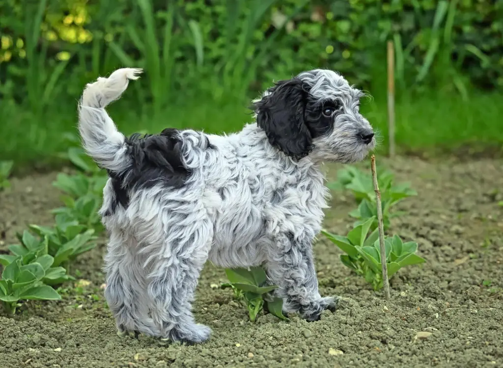 cuccioli di Cockapoo - un cagnolino in piedi nella terra