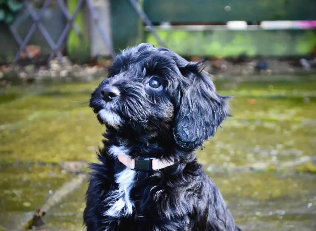 cuccioli di Cockapoo - un cane bianco e nero seduto su una roccia