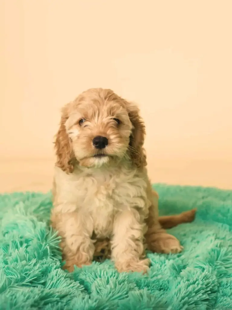 cuccioli di Cockapoo - un piccolo cane seduto su una coperta verde