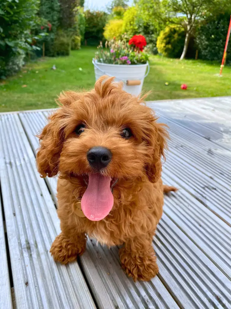 cuccioli di Cockapoo - un piccolo cane marrone con la lingua fuori