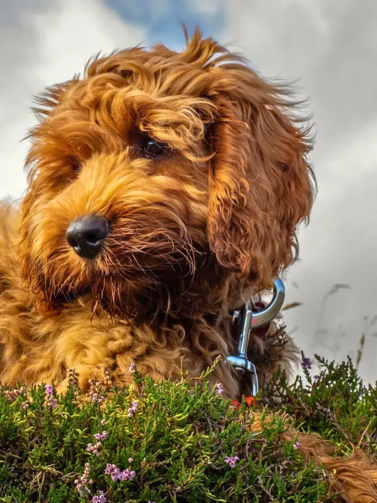 cuccioli di Cockapoo - un cane seduto in cima ad una collina