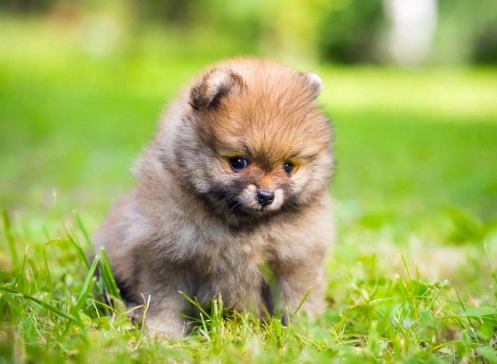 cucciolo di Volpino di Pomerania - un piccolo cane marrone e nero seduto nell'erba