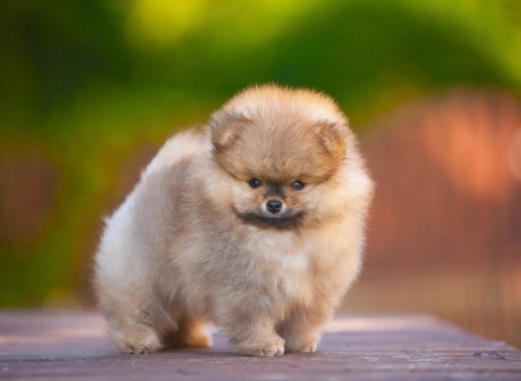 cucciolo di Volpino di Pomerania - un piccolo cane in piedi su una superficie di legno