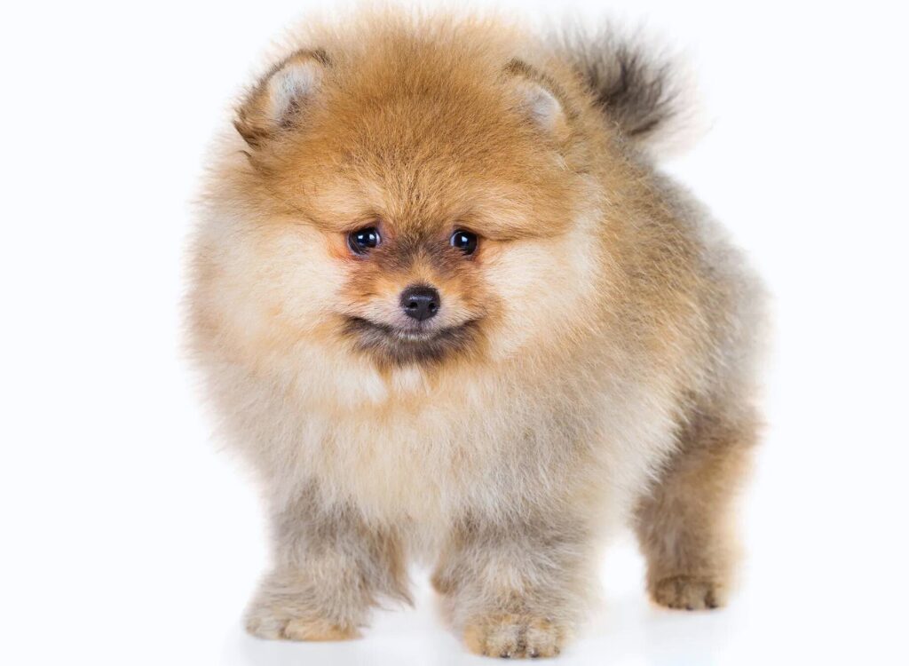 cucciolo di Volpino di Pomerania - un piccolo cane con la faccia marrone in piedi su una superficie bianca