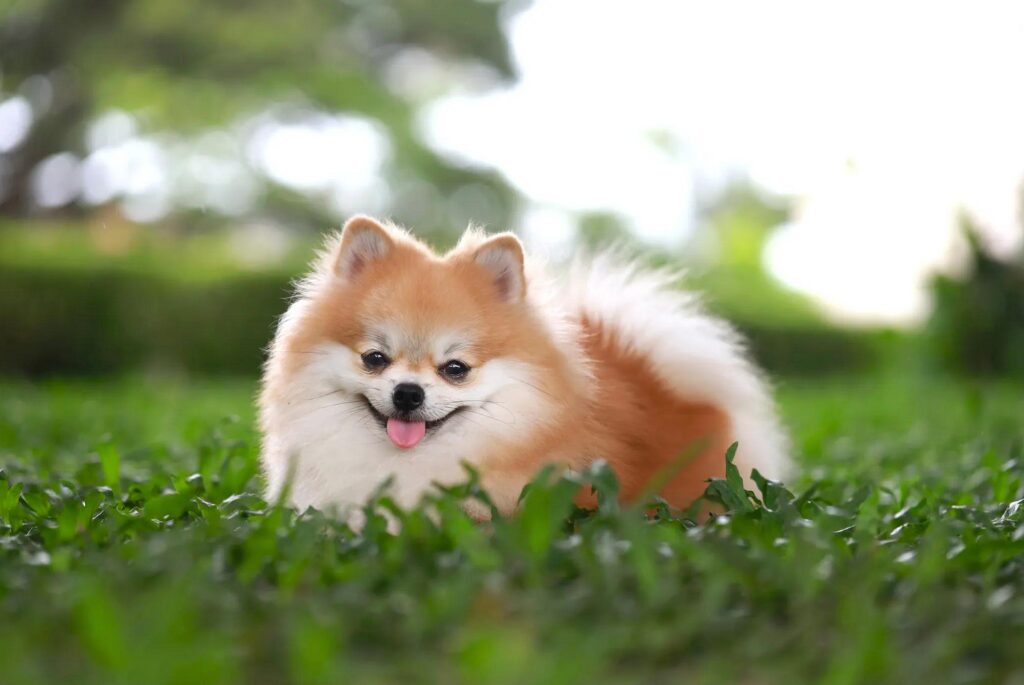 cucciolo di Volpino di Pomerania - un cagnolino giace nell'erba