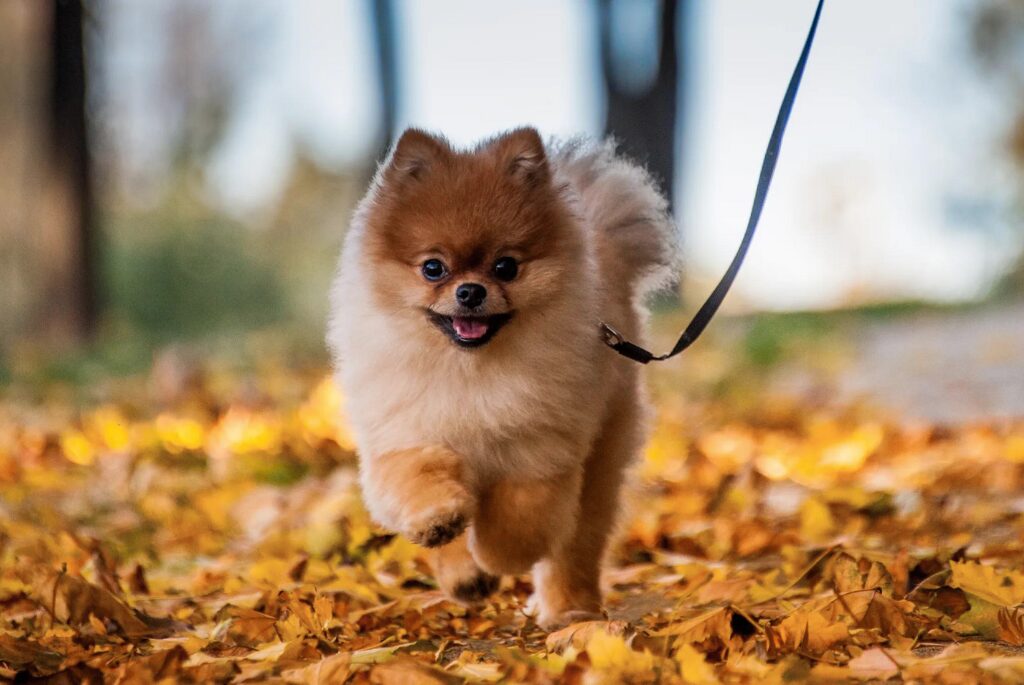 cucciolo di Volpino di Pomerania - un piccolo cane che cammina al guinzaglio attraverso un mucchio di foglie