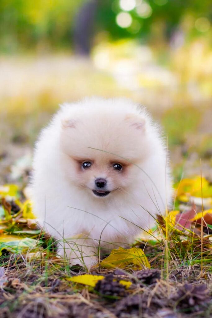 cucciolo di Volpino di Pomerania - un piccolo cane bianco con gli occhi azzurri seduto sull'erba