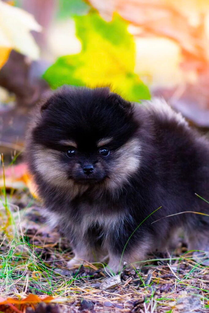 cucciolo di Volpino di Pomerania - un cucciolo nero e marrone in piedi nell'erba