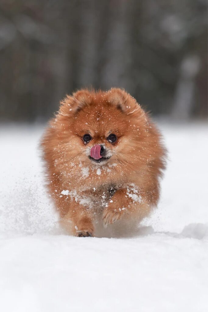 cucciolo di Volpino di Pomerania - un piccolo cane che corre nella neve