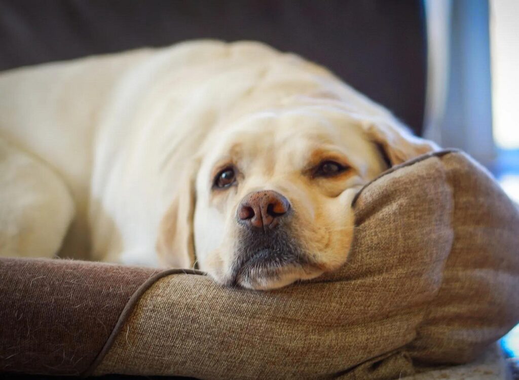 letargia nei cani - un cane sdraiato su un divano con un cuscino