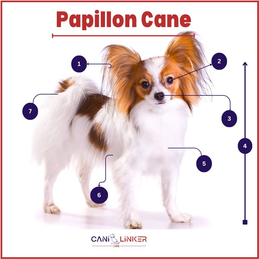 papillon - spiegazione delle parti del corpo